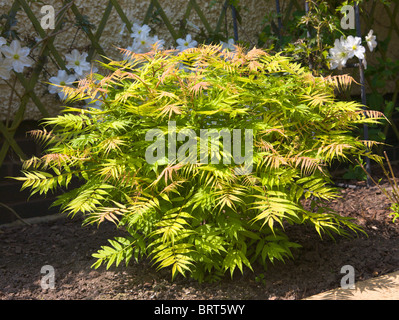 Shrub, Sorbaria sorbifolia, False spirea Stock Photo