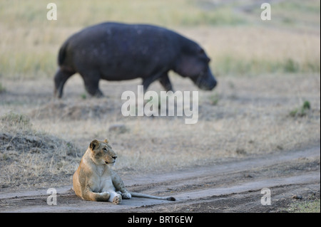 East African lion - Massai lion (Panthera leo nubica) & hippo (Hippopotamus amphibius) Stock Photo