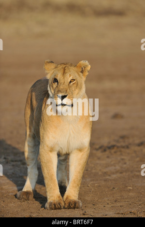East african lion - Massai lion (Panthera leo nubica) one-eyed lioness - Maasai Mara - Kenya - East Africa Stock Photo