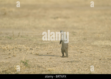 Banded Mongoose (Mungos mungo) Stock Photo