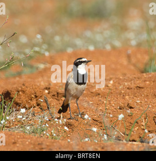 Capped Wheatear Oenanthe pileata Goegap Nature Reserve Namaqualand South Africa Stock Photo