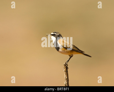 Capped Wheatear Oenanthe pileata Goegap Nature Reserve Namaqualand South Africa Stock Photo