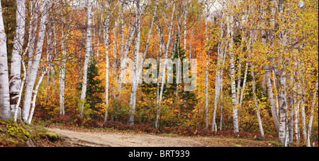 Panoramic fall nature scenery of birch trees with colorful yellow leaves in a forest. Arrowhead Provincial Park, Ontario, Canada Stock Photo