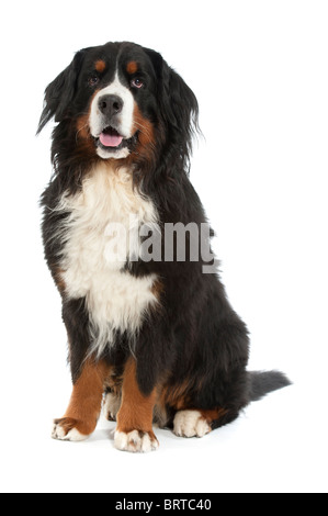 Bouvier Bernois stock image. Image of dresser, home, pedigree - 34209987