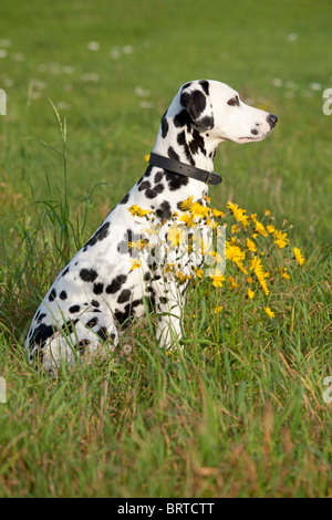 dalmatian sitting in a meadow Stock Photo