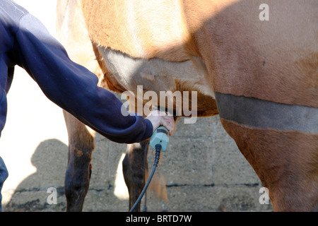 Clipping or shearing a horse. A heart shaped motif has been cut into the hair Stock Photo