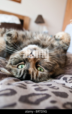 Upside down Tabby Tortoishell Cat Stock Photo