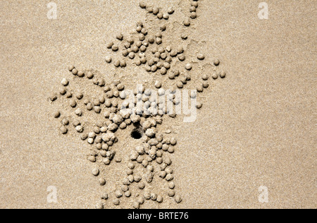 Crab holes are seen in the sand on a beach in Borneo, Malaysia Stock Photo