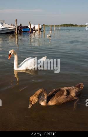 Mute Swans (Cygnus olor) - Adult and Juvenile (with Brown Plumage) in Laguna di Caorle (Caorle Lagoon), Veneto, Italy Stock Photo