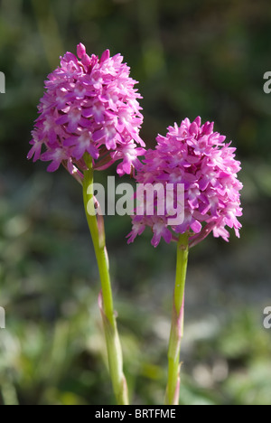 Pair of pyramidal orchids Stock Photo