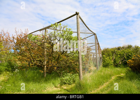 Heligoland Trap used for the trapping of birds to monitor migration Stock Photo