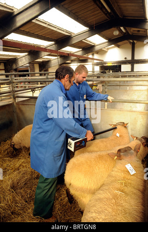 Sheep with Electronic Identification EID tags having ear ID tags read or scanned using a hand held scanning device. Stock Photo