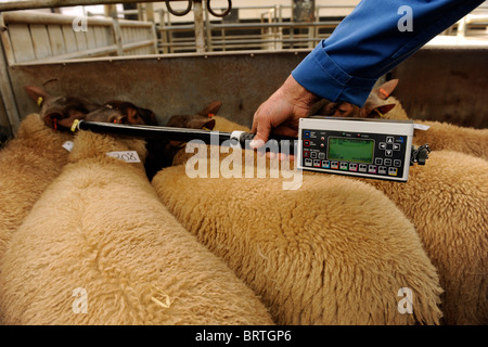 Sheep with Electronic Identification EID tags having ear ID tags read or scanned using a hand held scanning device. Stock Photo