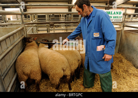 Sheep with Electronic Identification EID tags having ear ID tags read or scanned using a hand held scanning device. Stock Photo