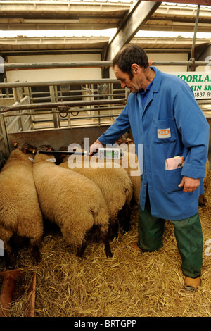 Electronic Identification device (EID) tag reader being used on Stock ...