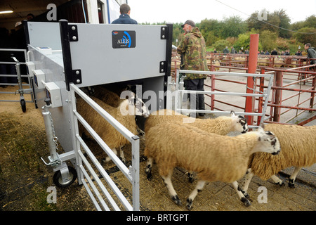 Sheep with Electronic Identification EID tags pass through a scanner or reader that scans the ear ID tag Stock Photo