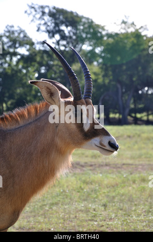 Hippotragus Bluebuck antelope Stock Photo