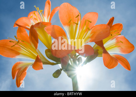 Clivia miniata or the Kaffir Lily in flower and back lit against the sun