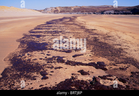 Oil from Sea Empress oil spill. Pembrokeshire. UK Stock Photo