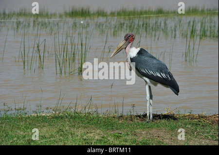 Marabou stork (Leptoptilos crumeniferus) standing at the water's edge - Lake Baringo - Kenya - East Africa Stock Photo