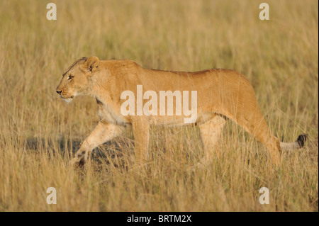 East african lion - Massai lion (Panthera leo nubica) lioness walking in the grass at sunrise