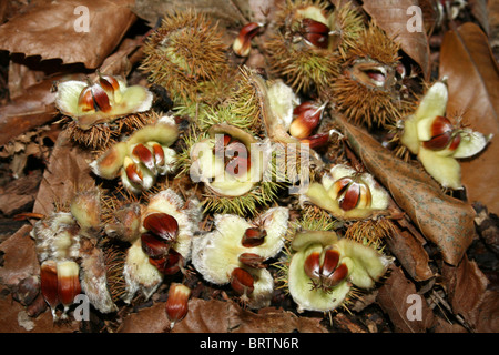 Sweet Chestnuts Castanea sativa Taken at Eastham Country Park, Wirral, UK Stock Photo