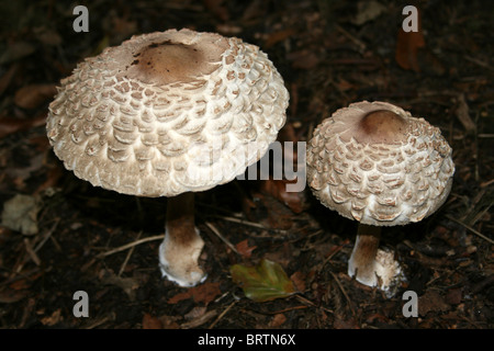 Shaggy Parasol Mushrooms Macrolepiota rhacodes Taken at Eastham Country Park, Wirral, UK Stock Photo