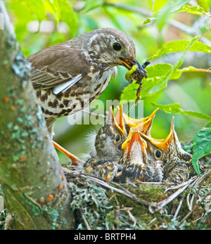 A Thrush Turdus ericetorum feeding four fledgling baby chicks in her nest in a cherry tree in Sussex Stock Photo