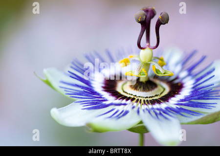 A close-up image of a single purple Passiflora caerulea - Passion flower, image taken against a plain background.