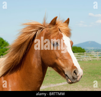 Close up shot of head of beautiful chestnut pony with flaxen mane looking into the distance in English countryside. Stock Photo