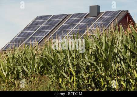 Maze grown for the production of biogas close to a house fitted with solar energy panels