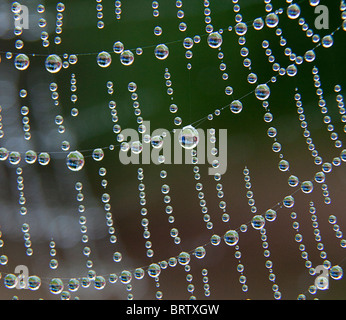 SPIDER'S WEB WITH DEW IN GARDEN EARLY AUTUMN Stock Photo