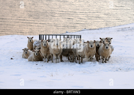 Sheep in snow waiting on feed Stock Photo