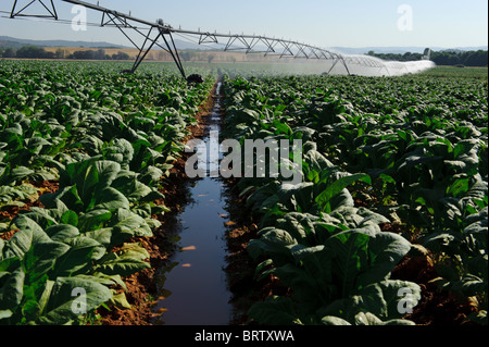 Pivot irrigation system in a tobacco field Stock Photo