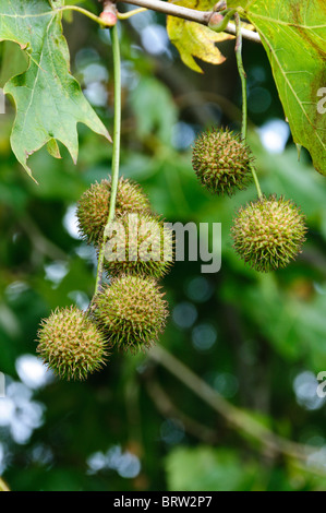A London Plane (Platanus × hispanica) tree with seed balls Stock Photo