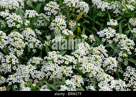 Lobularia maritima Carpet of Snow syn Alyssum cultivar wonderland white flower bloom blossom annual mass profuse profusion color Stock Photo