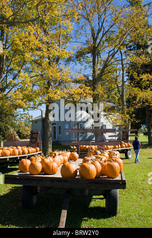 Pumpkins for sale at a farm in Mohawk Valley of New York State Stock Photo