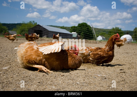 Happy chickens roaming in free range pen outdoors and enjoying dust baths Stock Photo