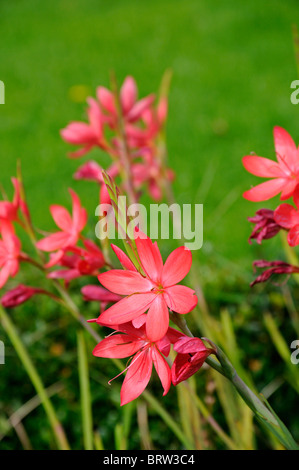 schizostylis coccinea anita pink kaffir lily lilies red flower flowers bloom blossom soft selective focus bulbous perennial