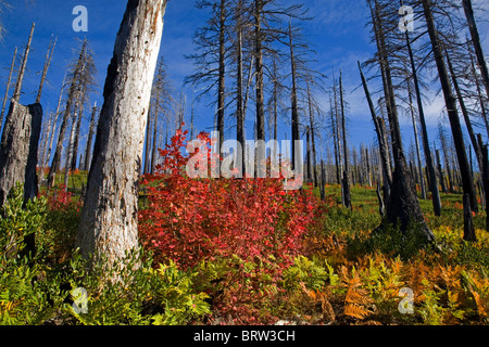 Vine maple turns red in autumn in the charred remains of a forest fire in the Oregon Cascade Mountains Stock Photo