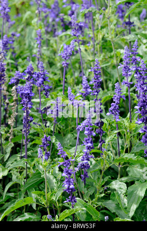 Salvia farinacea Victoria perennial herbaceous plant purple flowers bloom blossom officinale plant sage Stock Photo