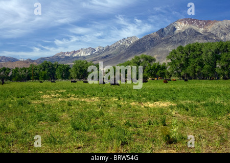 Cows graze in a meadow along the base of the Eastern Sierra Nevada Mountains, California.. Stock Photo