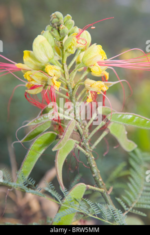 Caesalpinia gilliesii or the Bird of Paradise in flower with developing seed pods Stock Photo