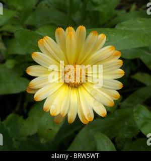 Calendula officinalis cultivar or Pot Marigold Flower Stock Photo