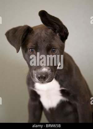 A cute, flop-eared dog at a humane society facility that is up for adoption. Stock Photo