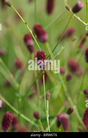 Sanguisorba officinalis 'Red Thunder' Stock Photo