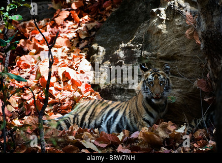 Cute bengal tiger cub. Stock Photo