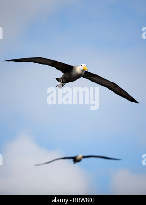 Waved Albatrosses (Phoebastria irrorata), in flight, Espanola, Hood Island, Galapagos archipelago, Unesco World Heritage Site Stock Photo