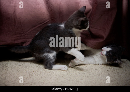 Brother kittens play with a bed sheet in Mexico City, November 5, 2009. Stock Photo