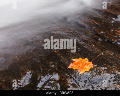 Red maple leaf lying on a rock close to a waterfall stream. Ontario, Canada. Stock Photo